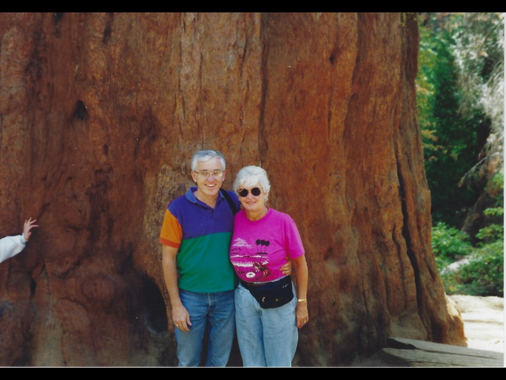 N25 Giant Sequoia